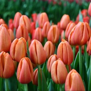 Тюльпан Delta Storm