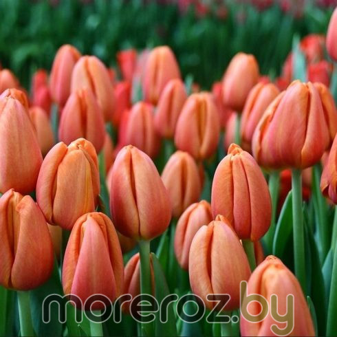 Тюльпан Delta Storm