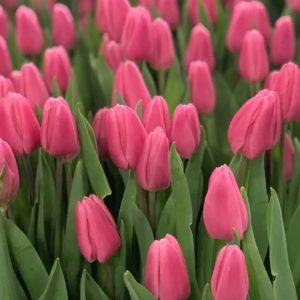 Тюльпан Molto Amata