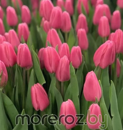 Тюльпан Molto Amata